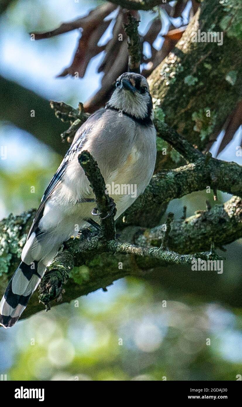 Bluejay sur une haute perchaude dans l'arbre Banque D'Images