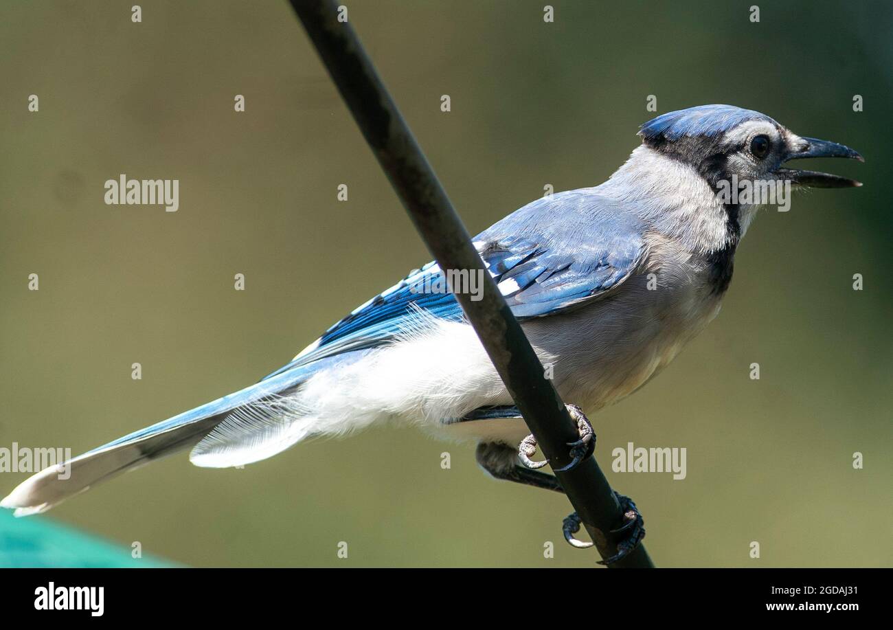 Bluejay sur une haute perchaude Banque D'Images