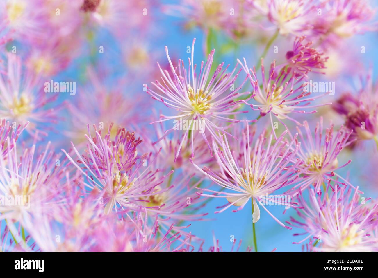 Têtes de fleur de valériane communes. Fond bleu ciel. Macro. Rose vif et blanc, écran de têtes de fleurs. Magnifique motif rose. Écosse, Royaume-Uni Banque D'Images