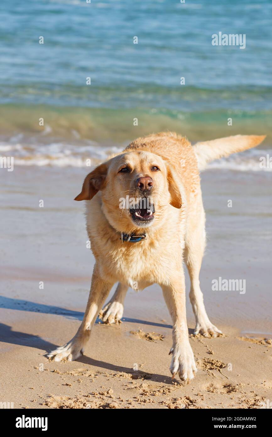 Bon Labrador aboyant sur la plage tout en jouant Banque D'Images