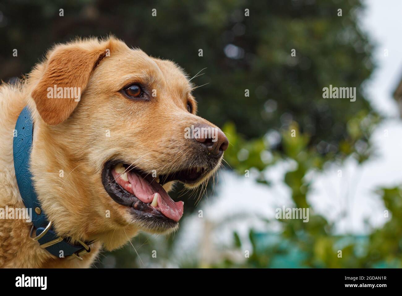 Labrador amical dans une faible profondeur de champ portrait tourné en lumière naturelle Banque D'Images