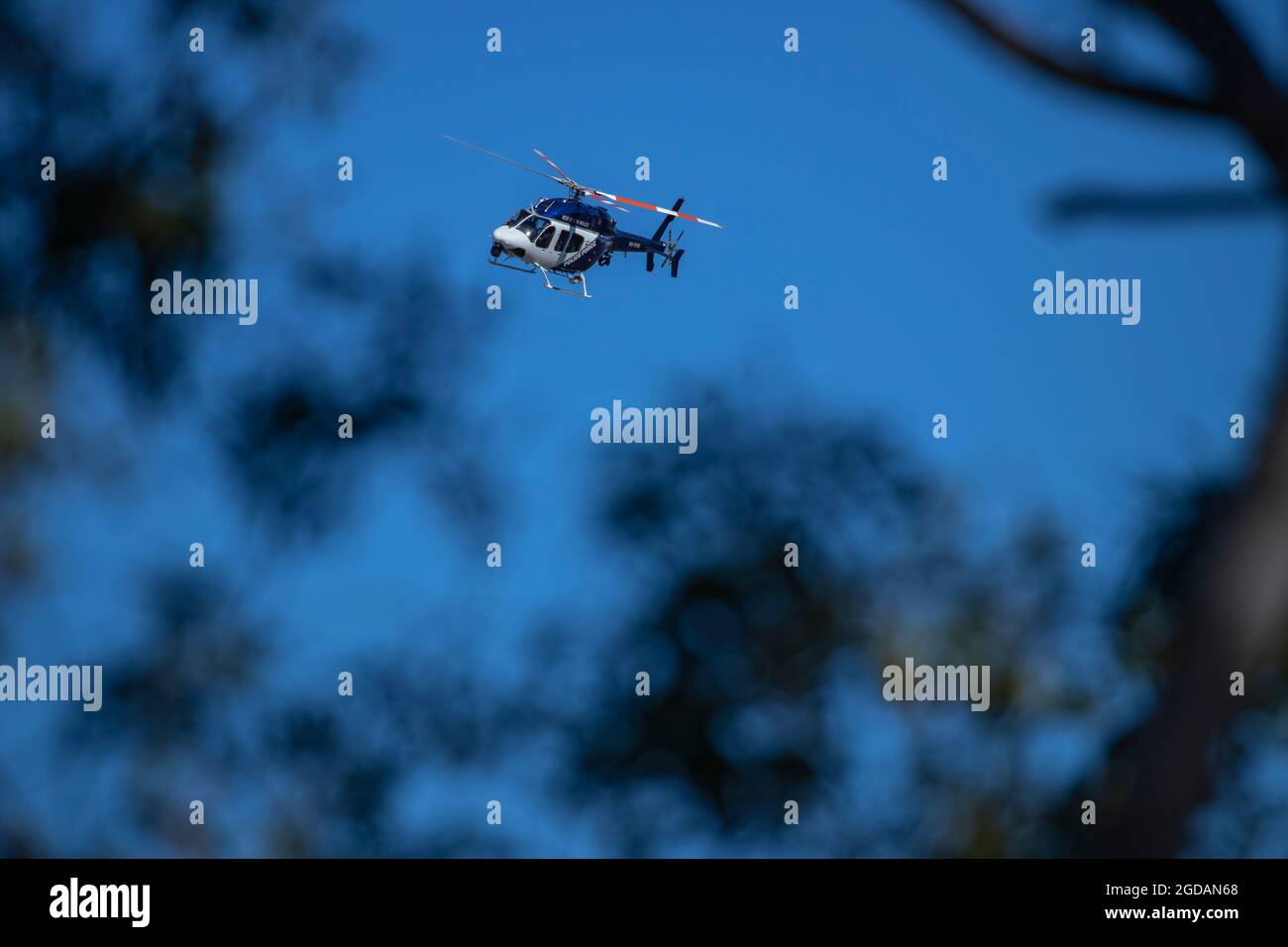 Police de la Nouvelle-Galles du Sud, Polair 1, hélicoptère de police à travers les gumtrees Banque D'Images