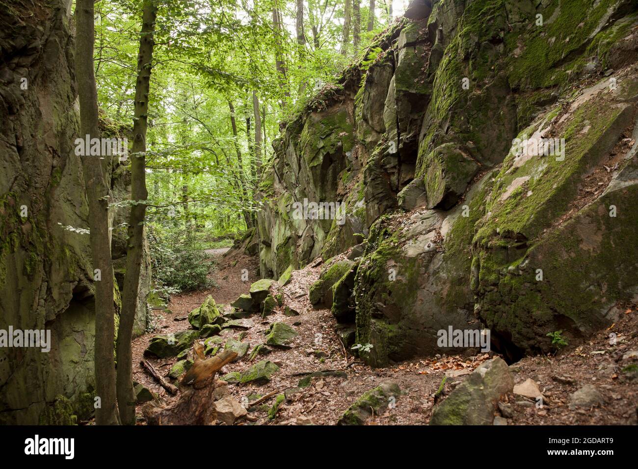 canyon rocheux de la montagne de Stenzelberg dans la chaîne de montagnes de Siebengebirge près de Koenigswinter, la montagne a servi de carrière pour la latite de quartz jusqu'à la Th Banque D'Images