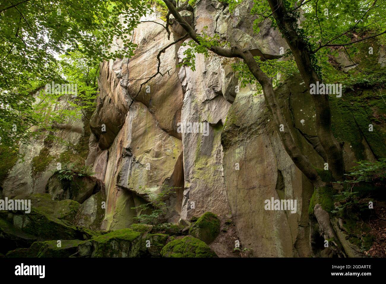 canyon rocheux de la montagne de Stenzelberg dans la chaîne de montagnes de Siebengebirge près de Koenigswinter, la montagne a servi de carrière pour la latite de quartz jusqu'à la Th Banque D'Images