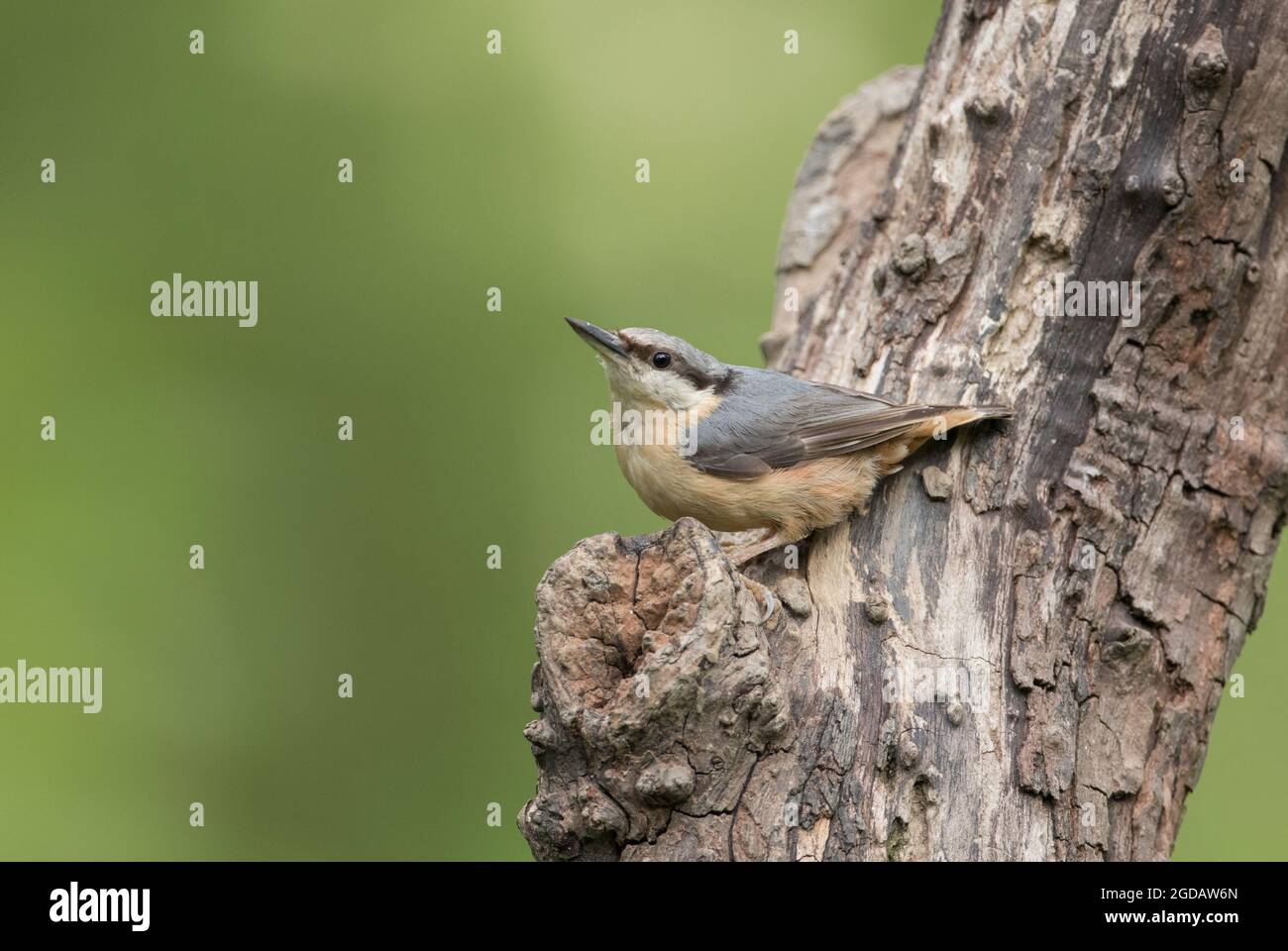 Nuthatch, réserve naturelle de High Batts, près de Ripon, North Yorkshire Banque D'Images
