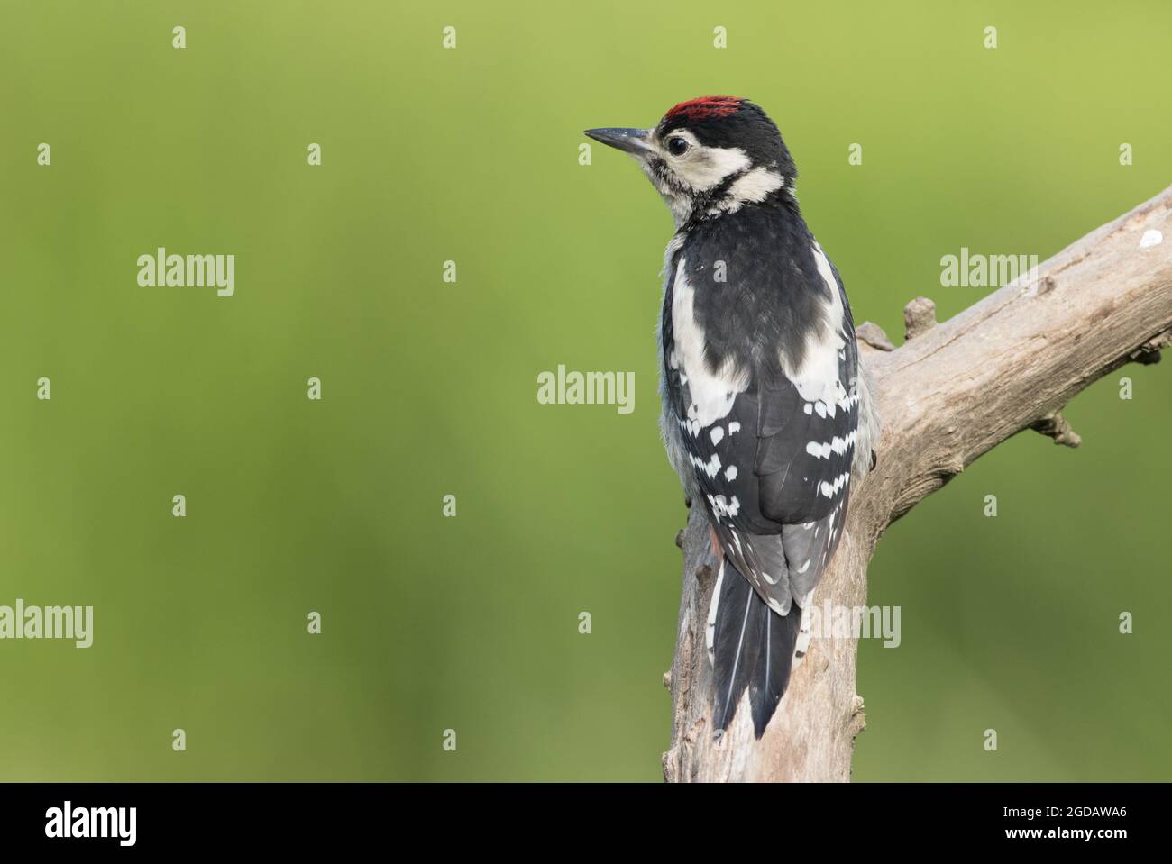 Grand pic à pois, High Batts, près de Ripon, North Yorkshire Banque D'Images