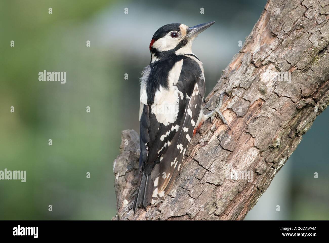 Grand pic à pois, High Batts, près de Ripon, North Yorkshire Banque D'Images