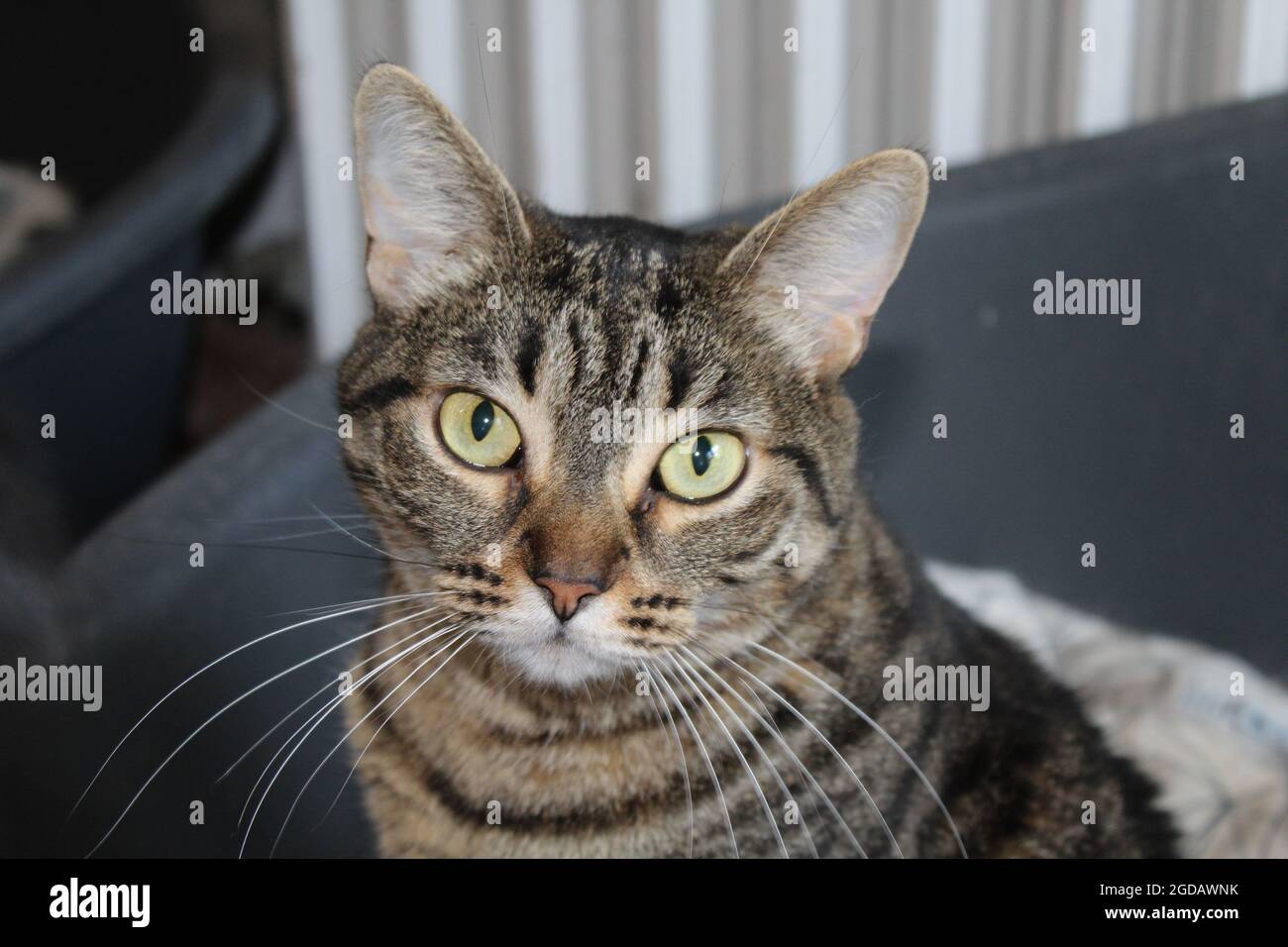 Chat Tigre Photo Stock Alamy Chat Tigre Photo Stock Alamy