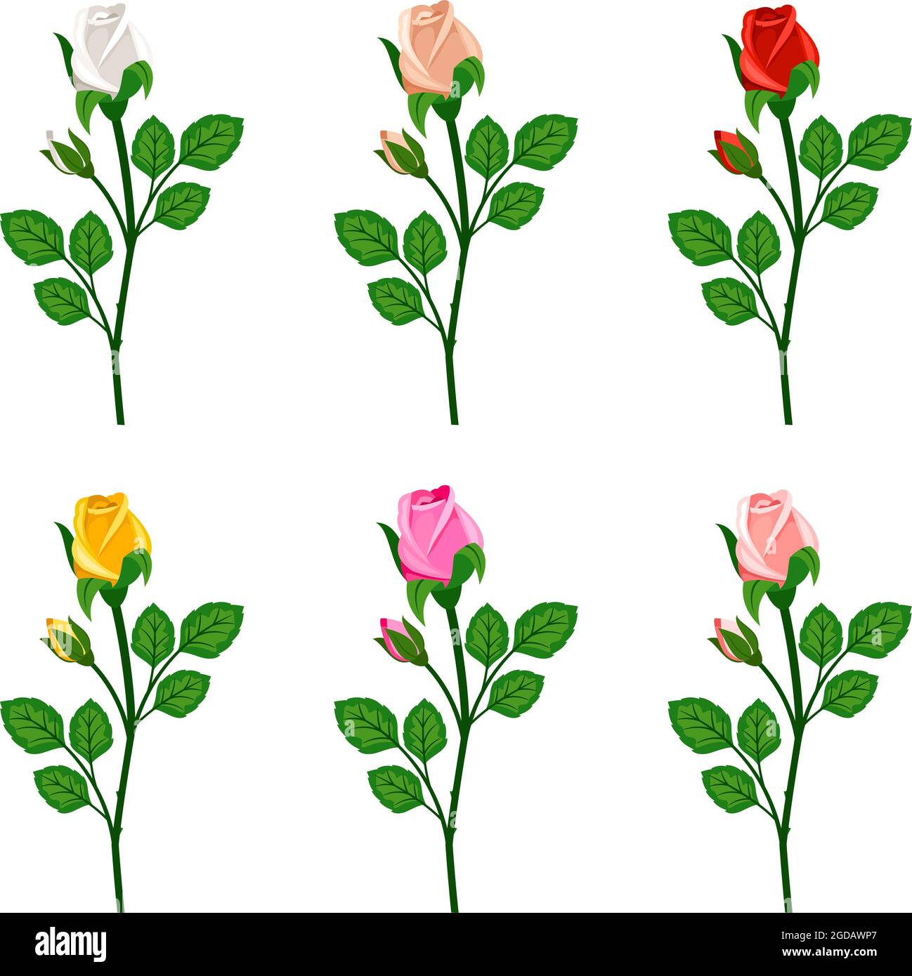 Belles roses avec des bourgeons isolés sur fond blanc Illustration de Vecteur