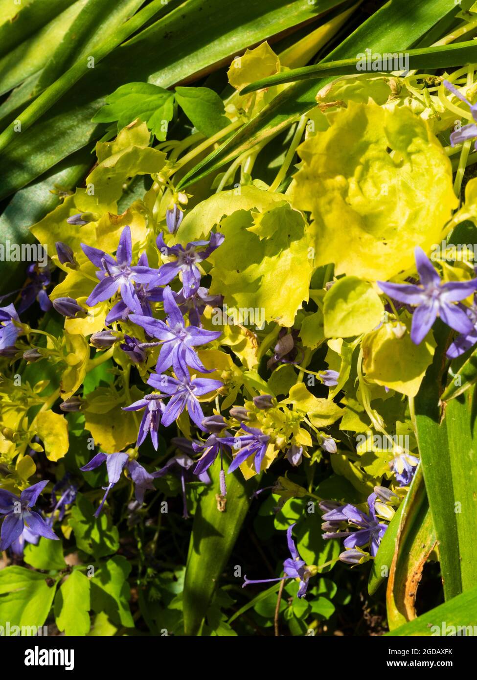 Feuillage jaune et fleurs bleues de la plante vivace compacte florissante du milieu de l'été, Campanula garganica 'Dockson's Gold' Banque D'Images