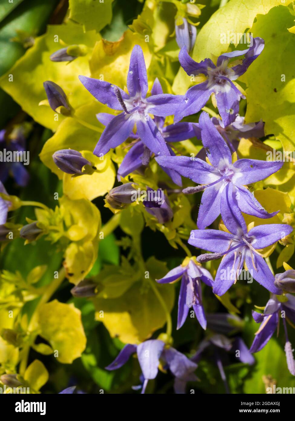 Feuillage jaune et fleurs bleues de la plante vivace compacte florissante du milieu de l'été, Campanula garganica 'Dockson's Gold' Banque D'Images