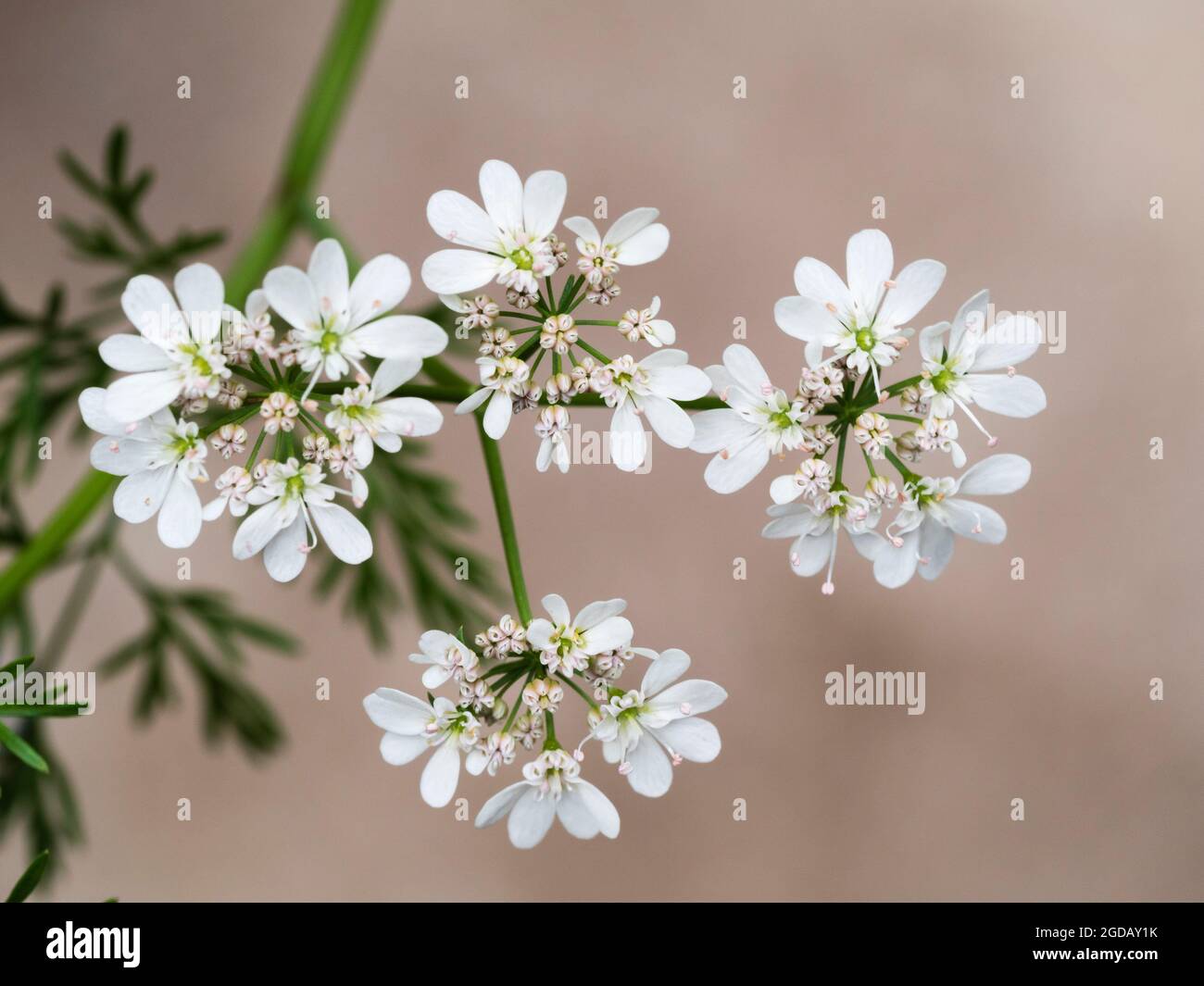 Fleurs d'ombellifères blanches de l'herbe culinaire annuelle cilantro ou coriandre, Coriandrum sativum Banque D'Images