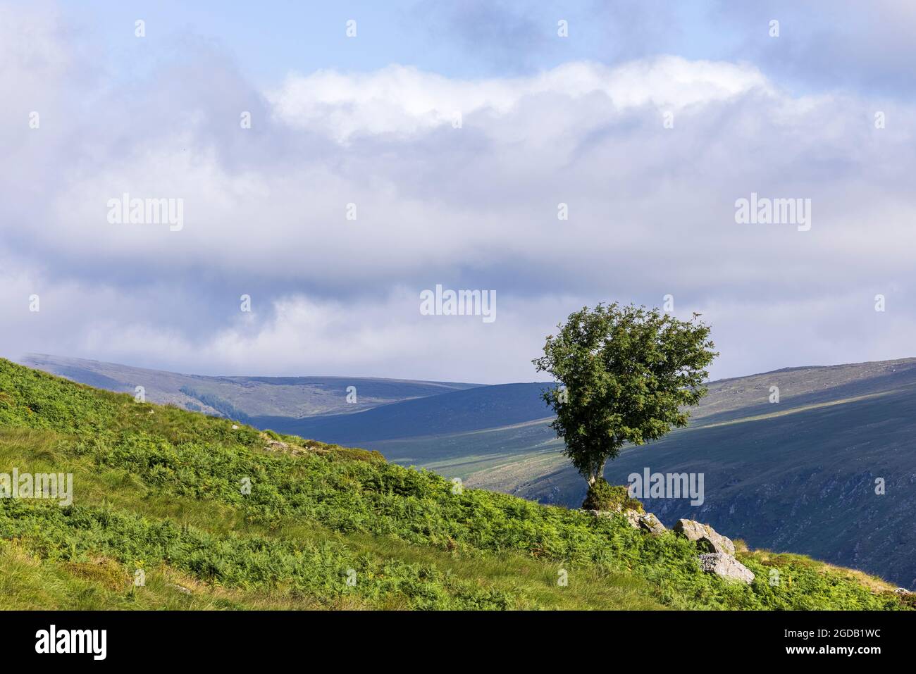 Sorbus aucuparia, rowan Tree, cendre de montagne, en été sur le côté de la vallée à Glenmalure dans le comté de Wicklow, Irlande Banque D'Images