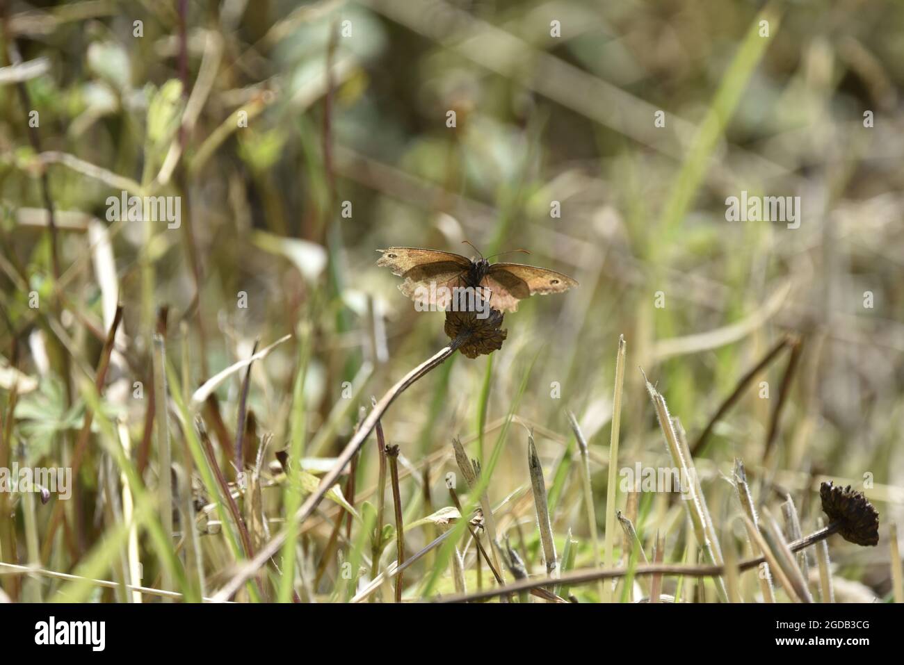 Gros plan de Meadow Brown Butterfly (Maniola jurtina) face à la caméra avec ailes ouvertes, illuminées sous le soleil, perchées sur une tête de semence de fleur morte au Royaume-Uni Banque D'Images