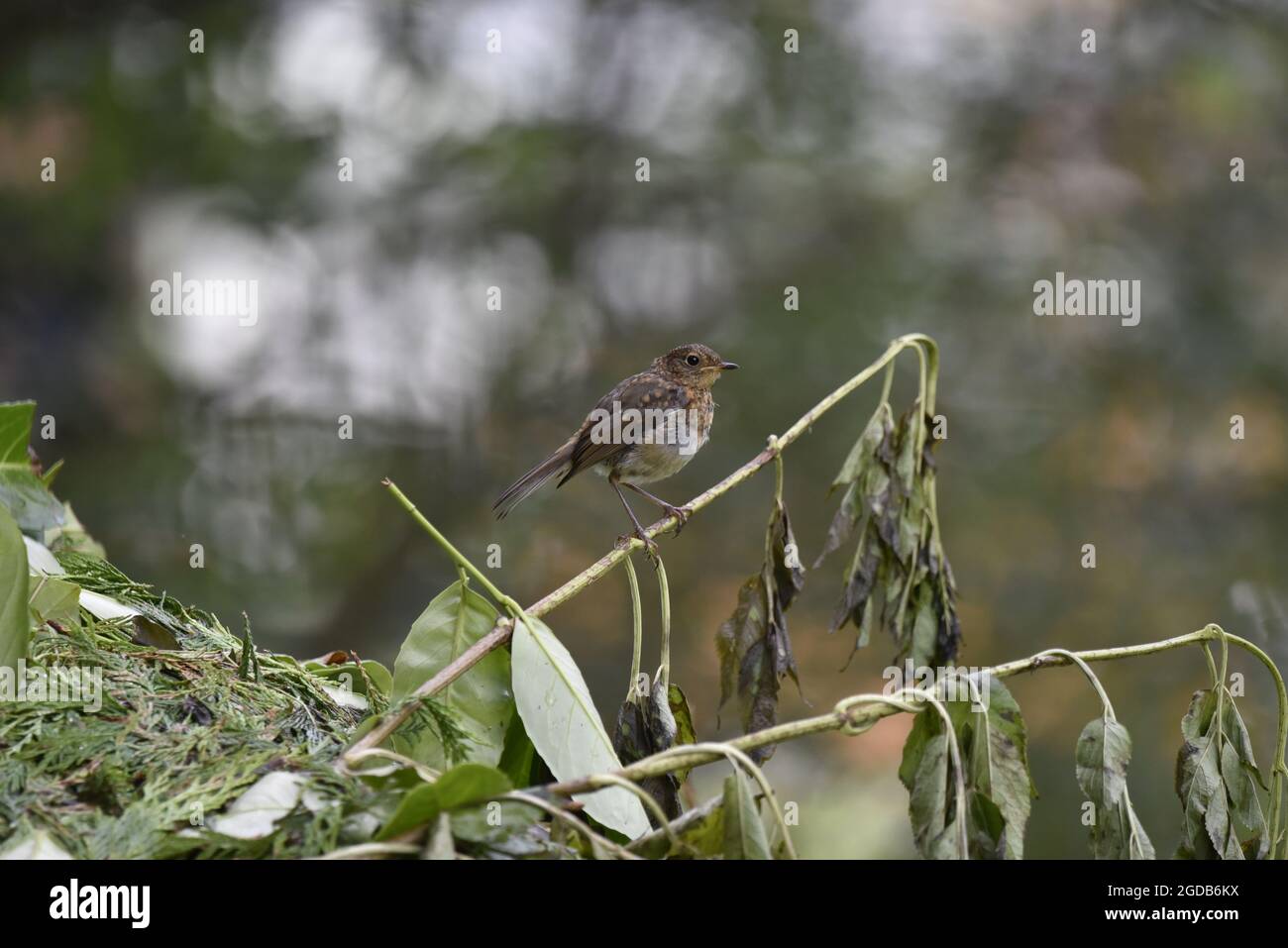 Jeune Robin d'Europe (erithacus rubecula) perchée sur une perruque dans la forêt du pays de Galles, contre un effet bokeh naturel allumé en arrière-plan en août. Banque D'Images