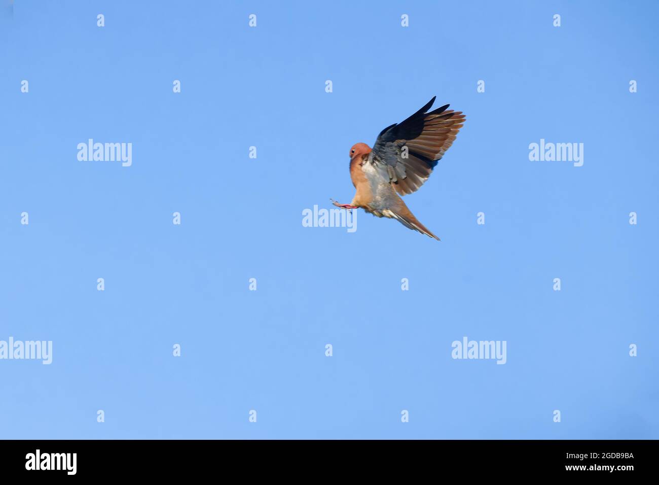 Un pigeon à bout fermé courtant une femelle, avec des lumières de rue et un arbre à l'arrière-plan. Banque D'Images