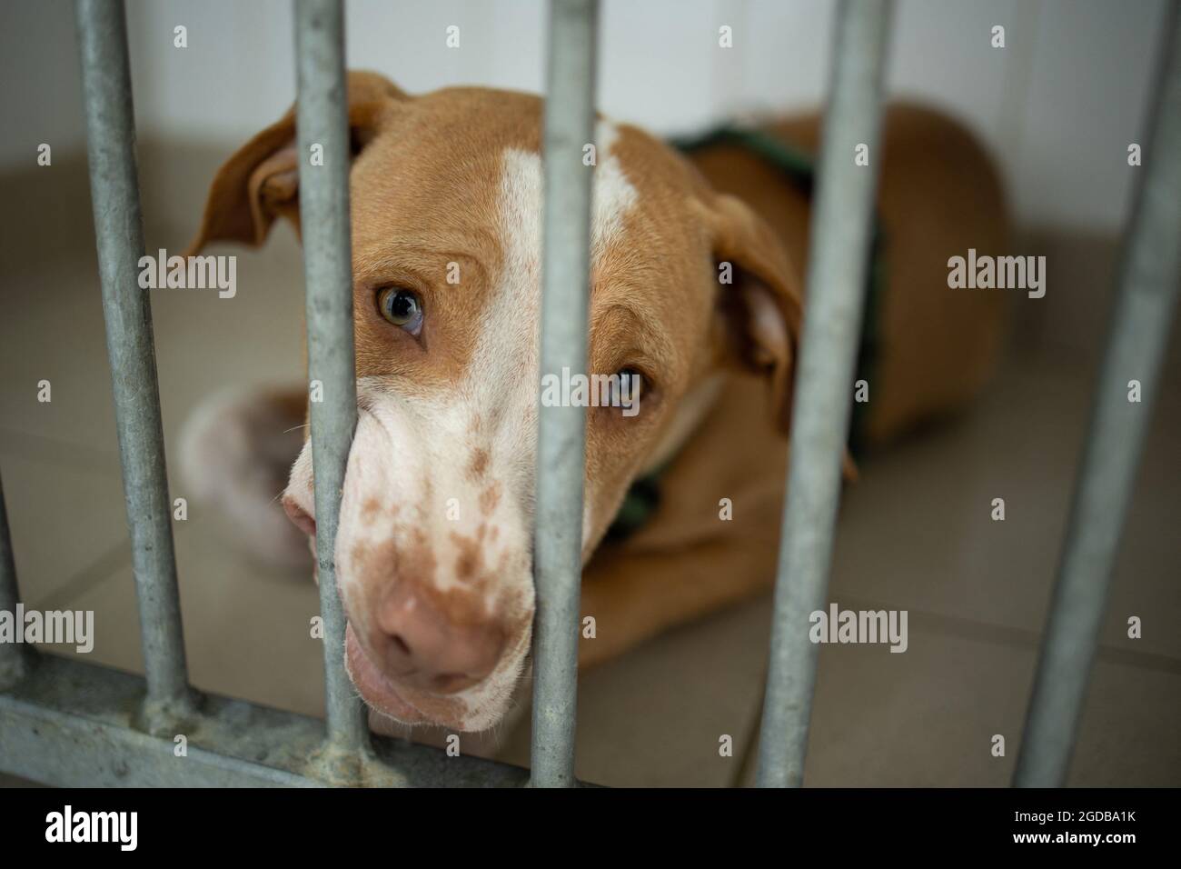 Paris, France. 12 août 2021. Un chien abandonné attend dans une cage au refuge  pour animaux du SPA (Société de protection des animaux) à Vaux-le-Penil, le  12 août 2021. Photo de Raphael