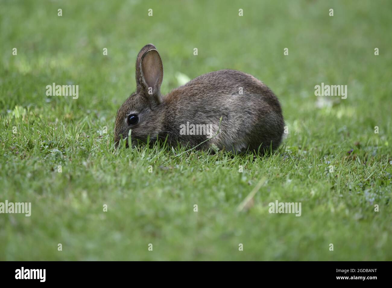 Le lapin sauvage juvénile (Oryctolagus cuniculus) qui s'emmue sur l'herbe en été, au milieu du pays de Galles, en août Banque D'Images