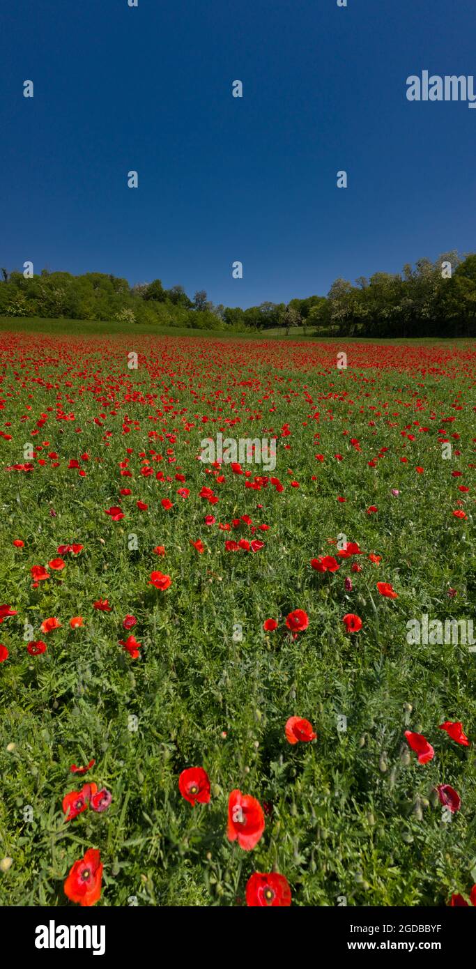 Une vue panoramique sur le champ avec des coquelicots fleuris Banque D'Images