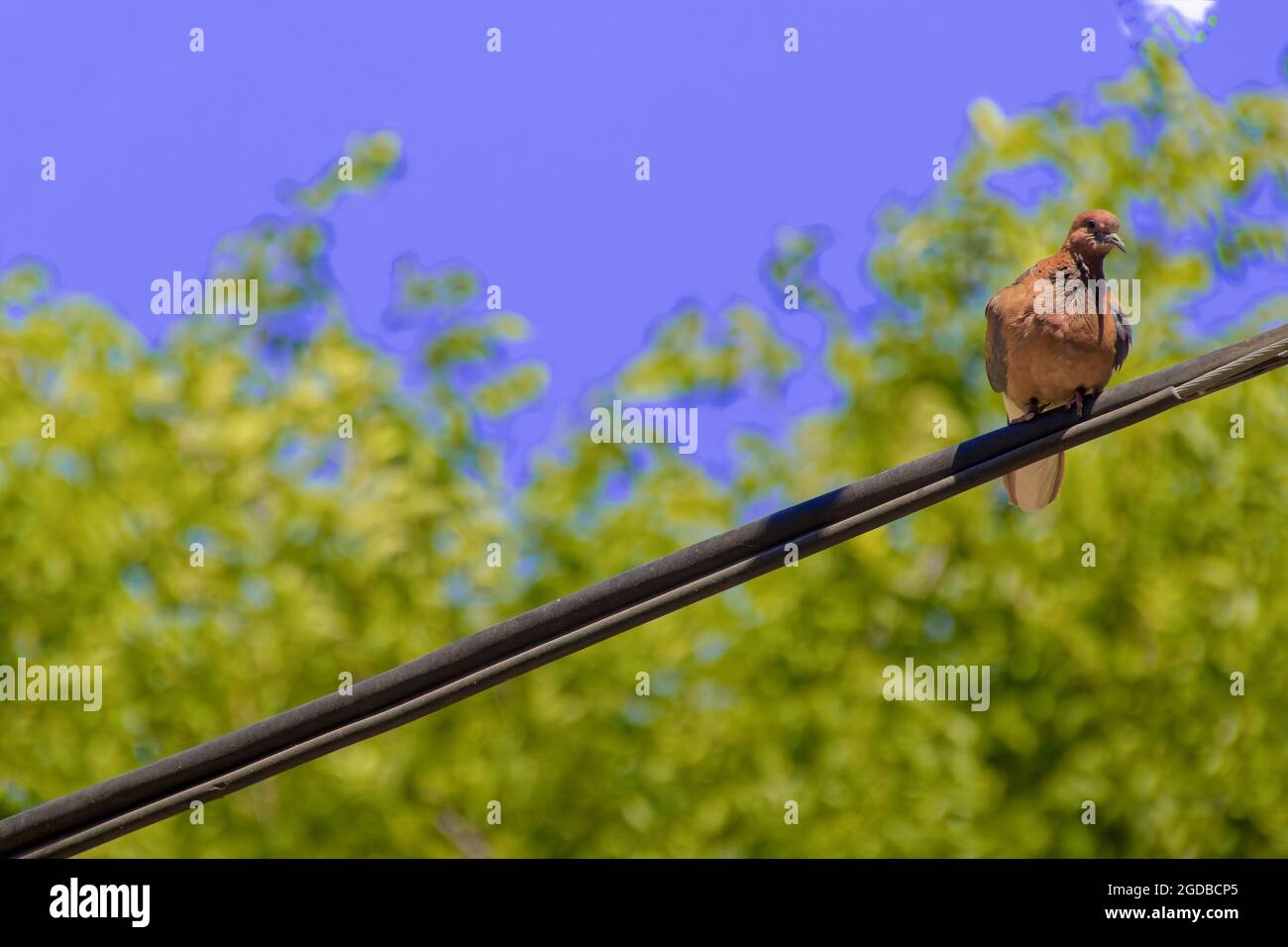 Pigeon indien OU Dove de roche - la colombe de roche, le pigeon de roche, ou le pigeon commun est un membre de la famille des oiseaux Columbidae. Po Banque D'Images