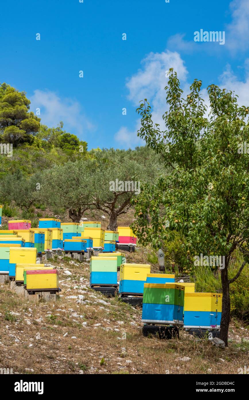 ruches colorées sur un flanc de montagne sur l'île grecque de zante, apicole en grèce, produisant du miel sur un flanc de montagne grec, zante local. Banque D'Images