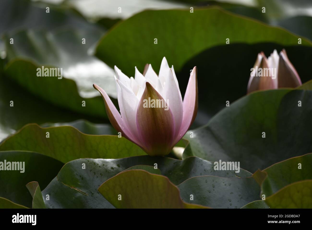 Gros plan ensoleillé d'une grande fleur de nénuphars blanc (Nomphaea alba) sur un étang à la mi-Galles, Royaume-Uni, en été Banque D'Images