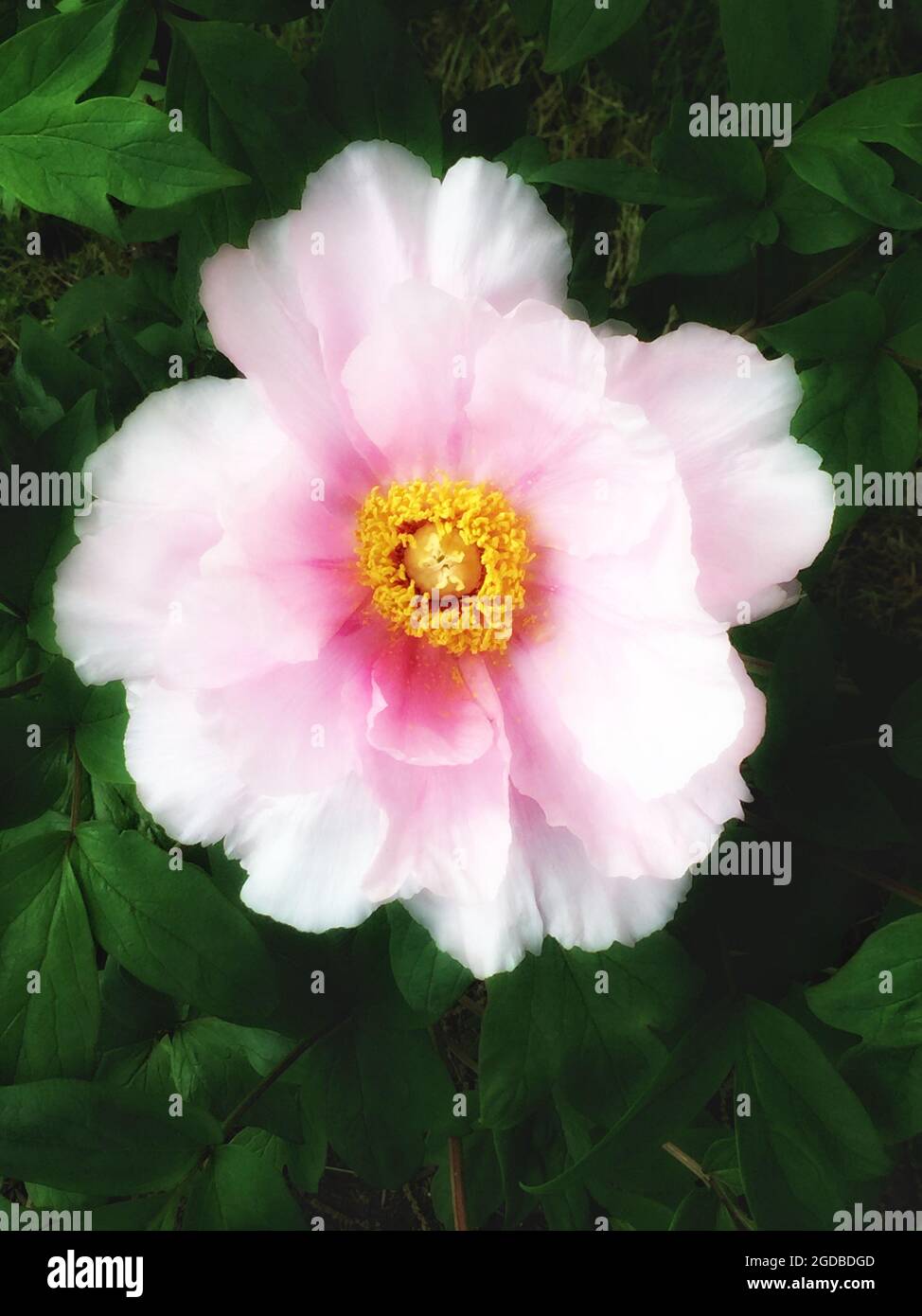 Arbre unique fleur de pivoine, fleur rose centrée dans le cadre, entouré de feuilles vertes, photographie verticale en couleur. Banque D'Images