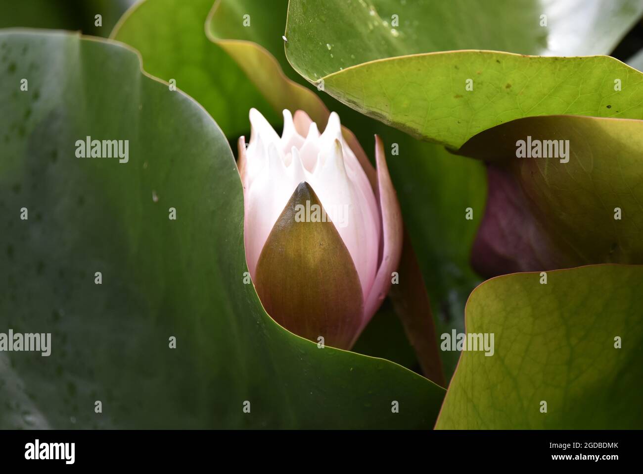 Image en gros plan d'une fleur de nénuphars blanche fermée (Nomphaea alba) dans un bassin de nénuphars, au pays de Galles, en août Banque D'Images