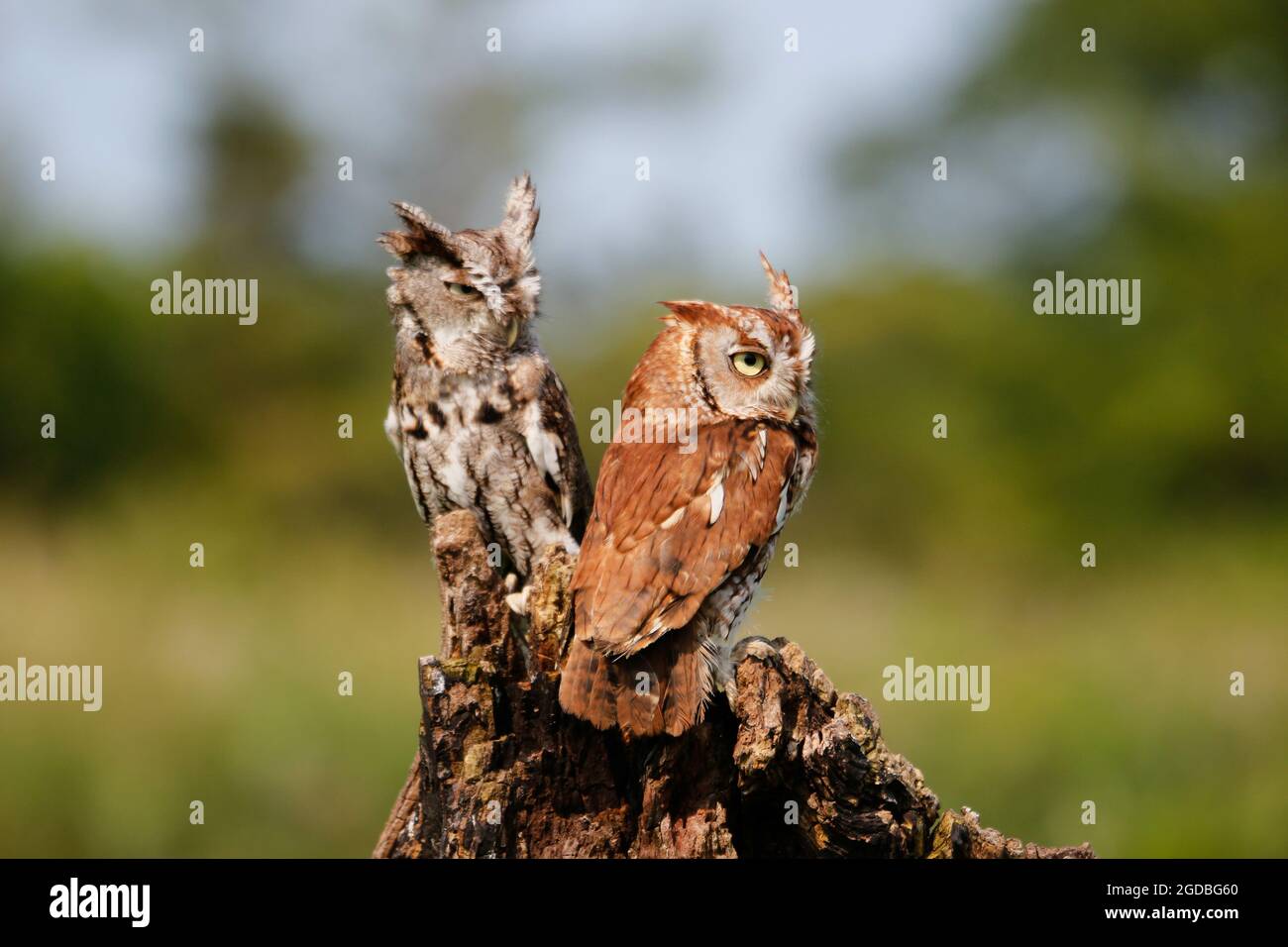 Gros plan sur les hiboux de l'est en aval dans leur habitat Banque D'Images