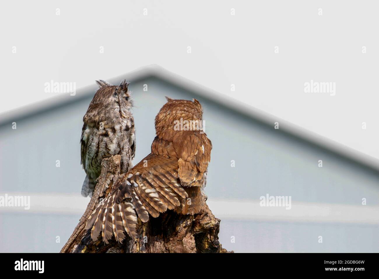 Gros plan sur les hiboux de l'est en aval dans leur habitat Banque D'Images
