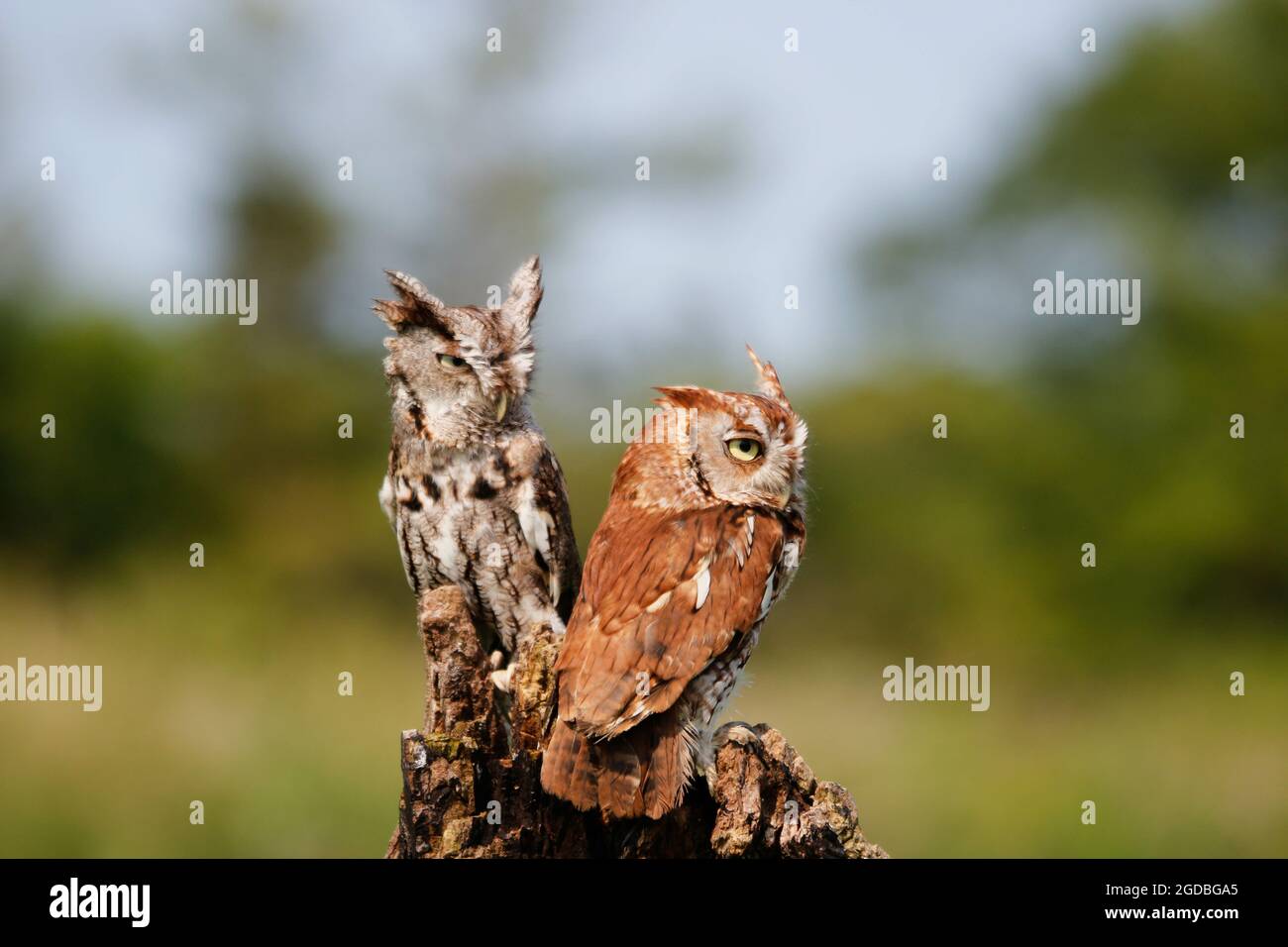 Gros plan sur les hiboux de l'est en aval dans leur habitat Banque D'Images