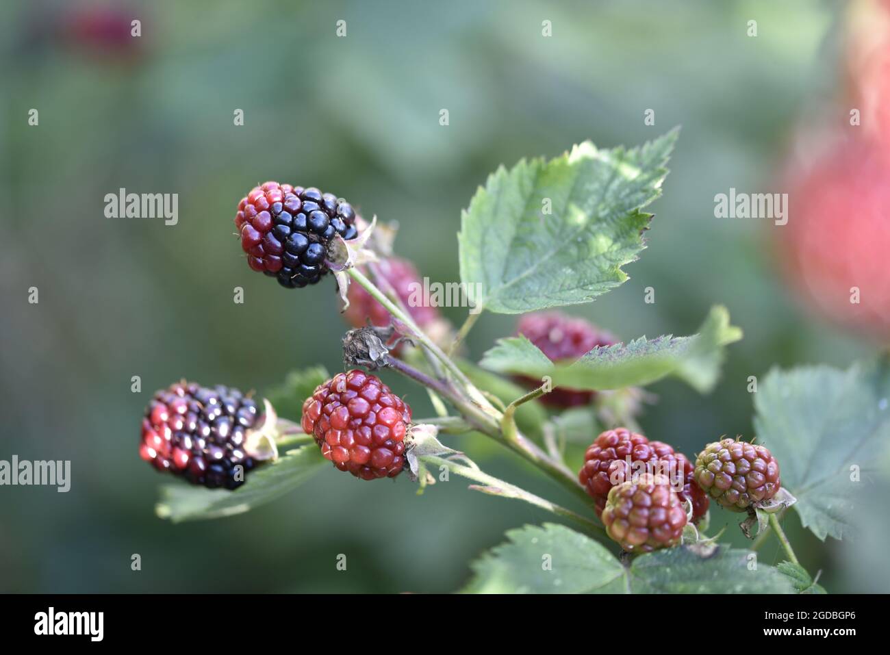 Mûrissement des mûres (Rubus morum) dans un jardin ensoleillé à Staffordshire, Royaume-Uni, en août Banque D'Images