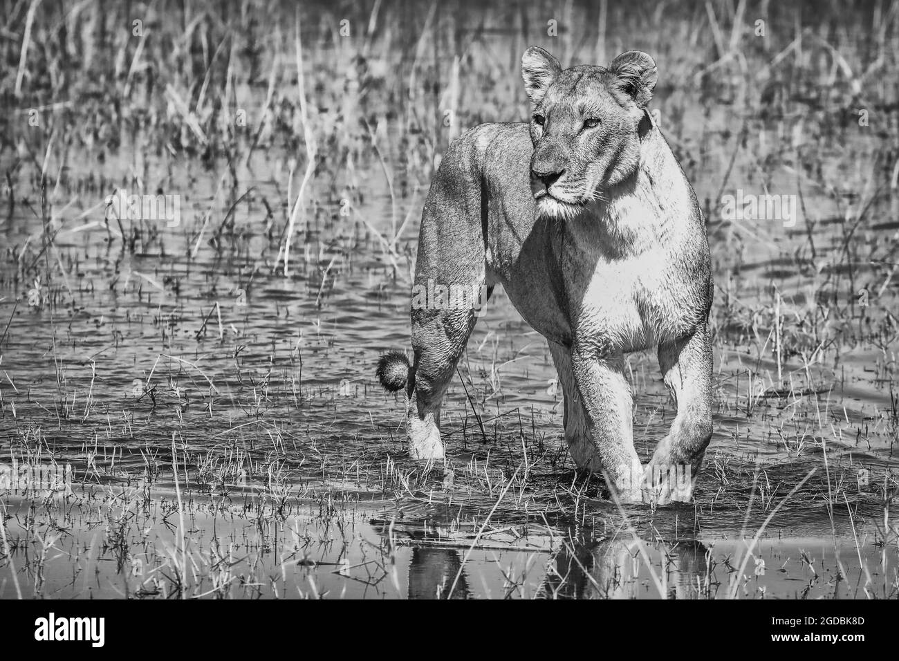 Une lionne marchant dans une zone humide dans le delta de l'Okavango Banque D'Images