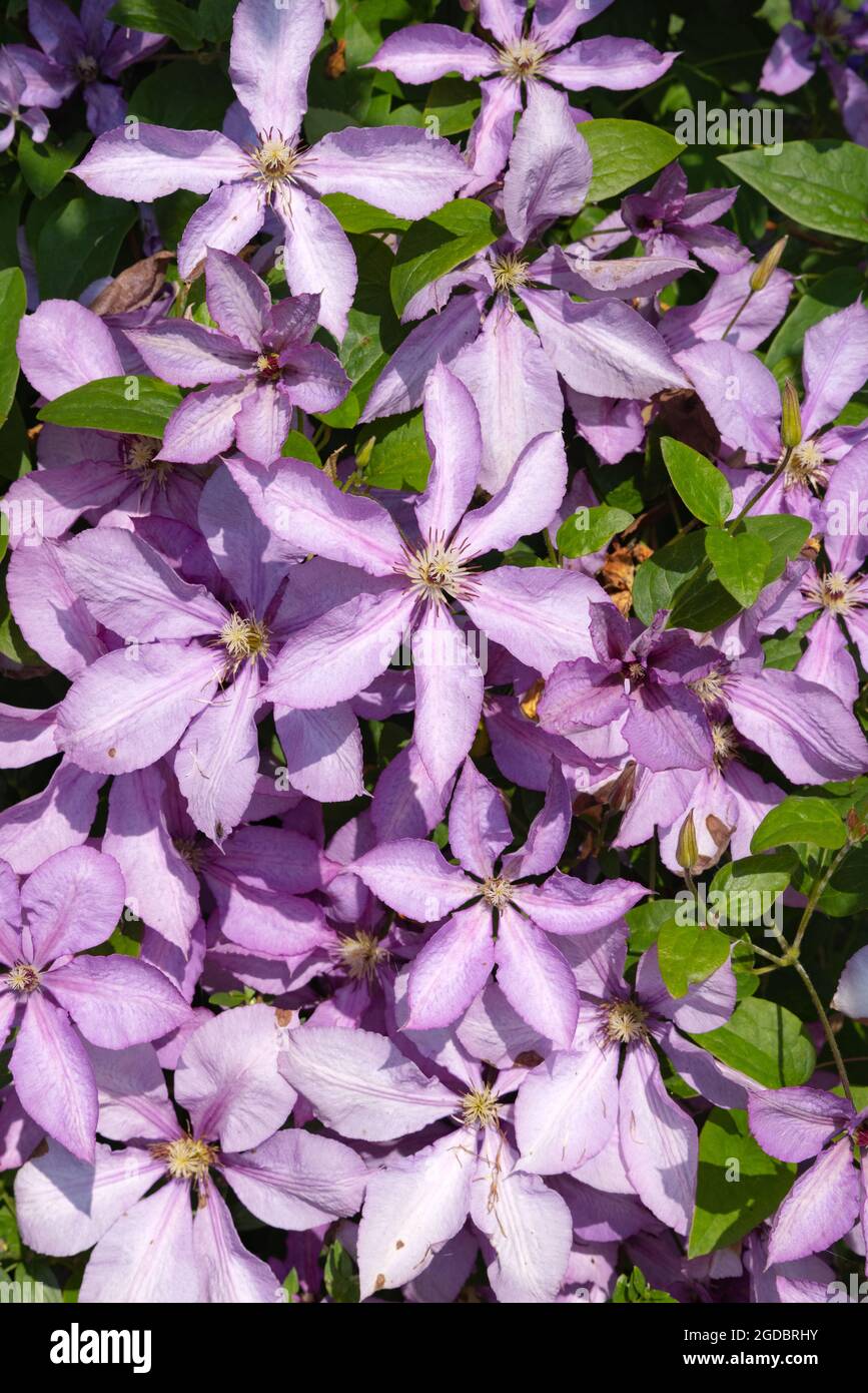 Clematis Viticella en fleurs, fleurs violettes, floraison abondante dans un jardin au Royaume-Uni en juillet Banque D'Images