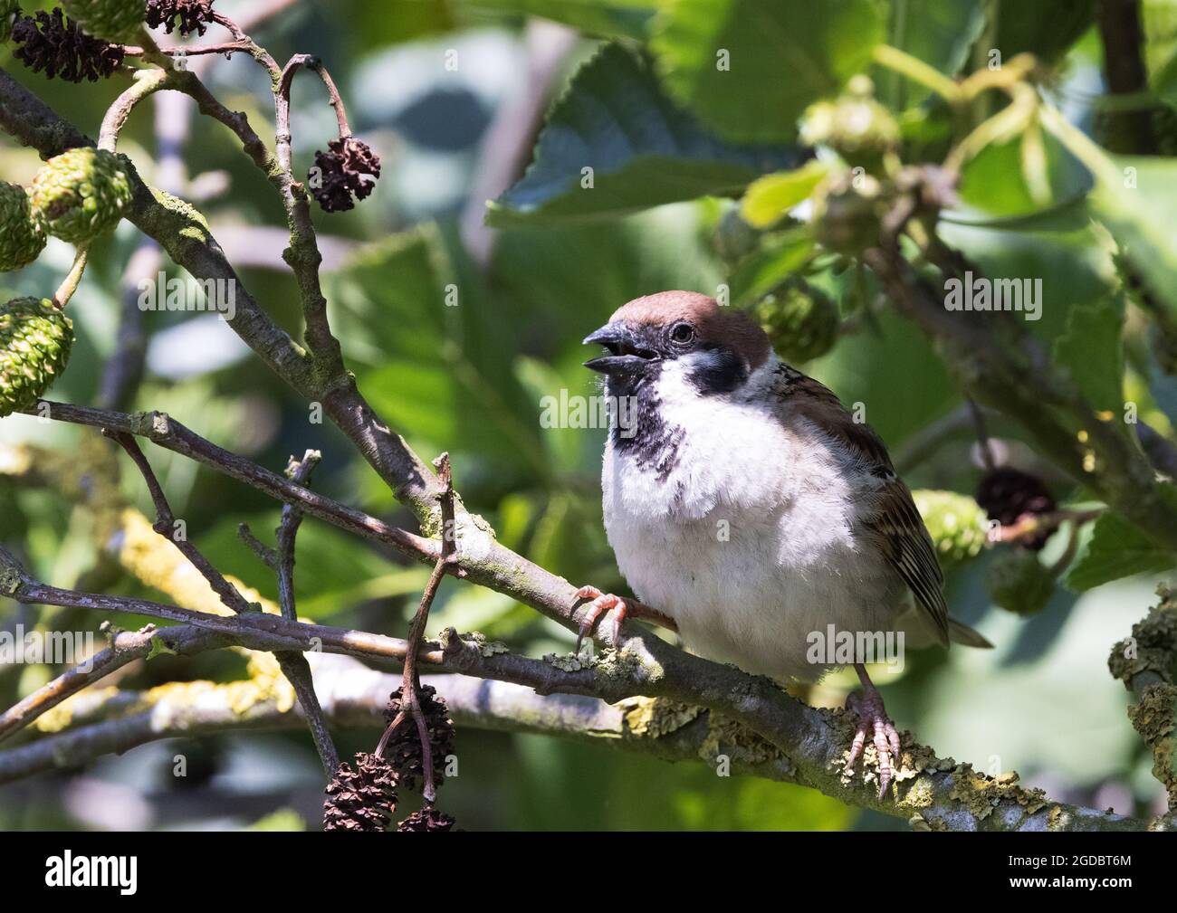 Bruant d'arbre UK; Bruant d'arbre Eurasion adulte, Passer montanus, perché dans un arbre, Yorkshire, Royaume-Uni Banque D'Images