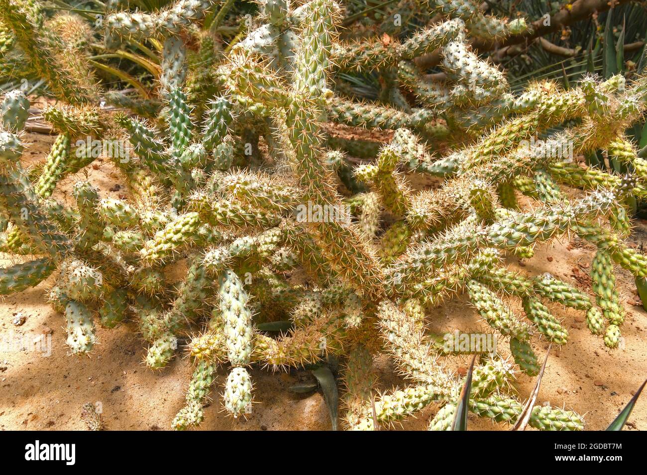 Opuntia - plante du désert Banque D'Images
