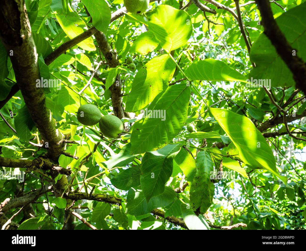 feuilles de noyer vert et fruits sur l'arbre le jour d'été Banque D'Images