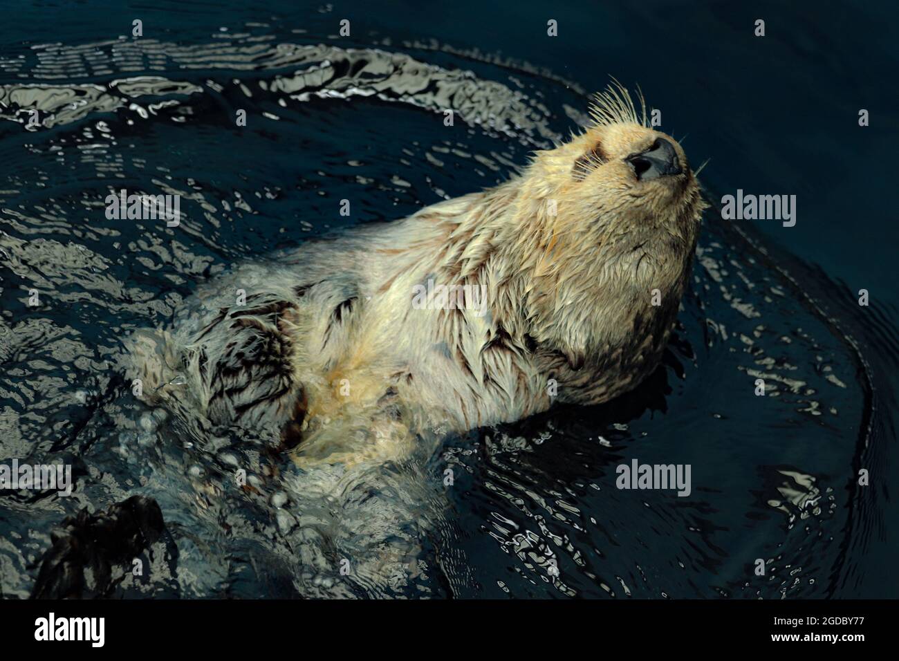 Loutre de mer posé dans l'eau Banque D'Images