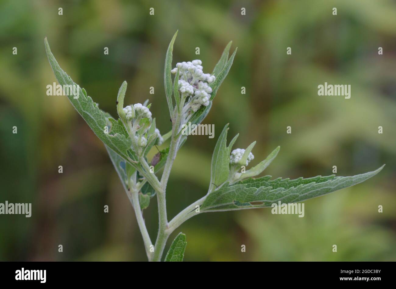 Lateflowering Thoroughwort, Eupatorium serotinum Banque D'Images