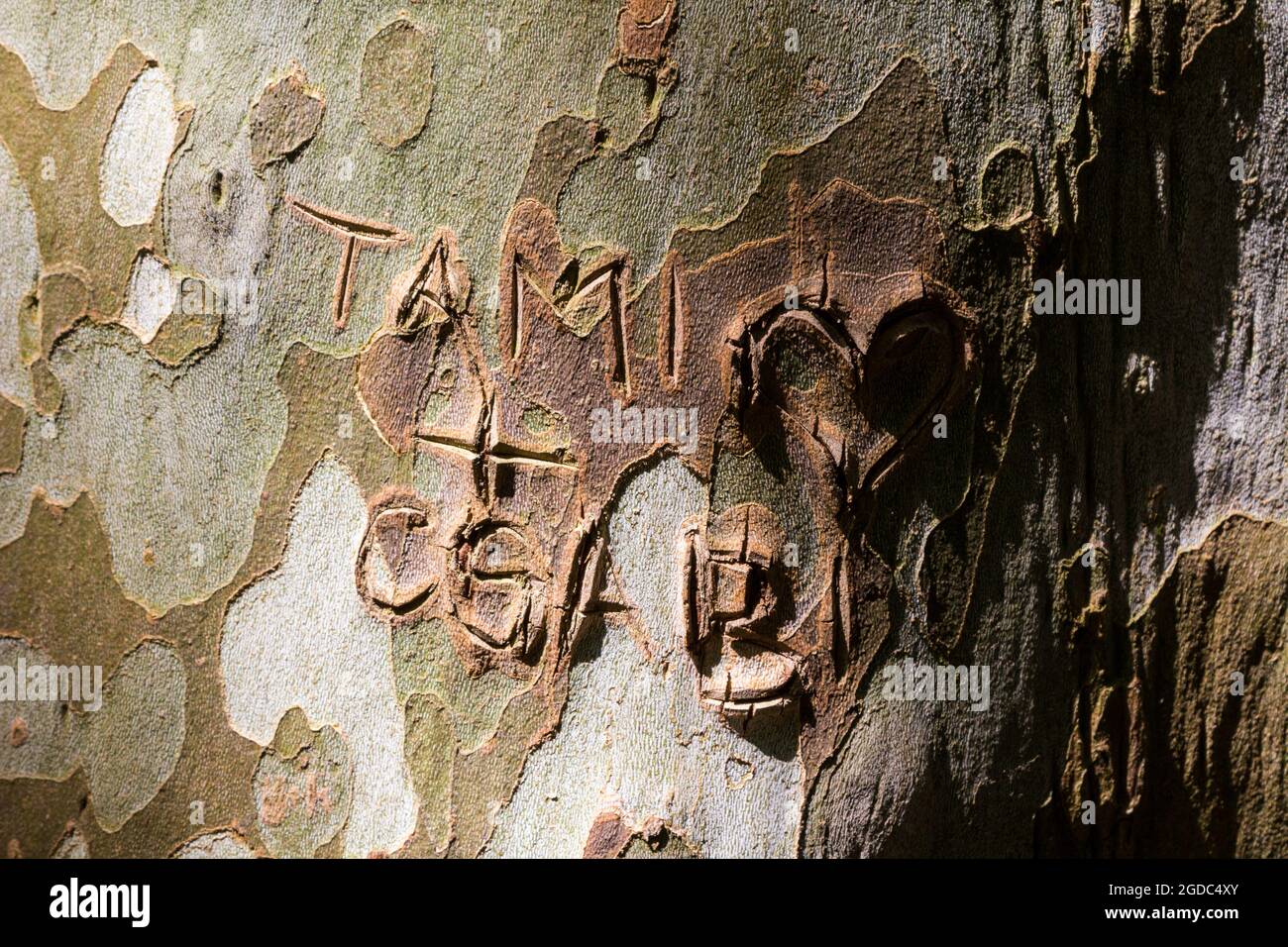 Noms et forme de coeur sculptés dans l'écorce de l'avion de londres à Sarvar arboretum, Sarvar, Hongrie Banque D'Images