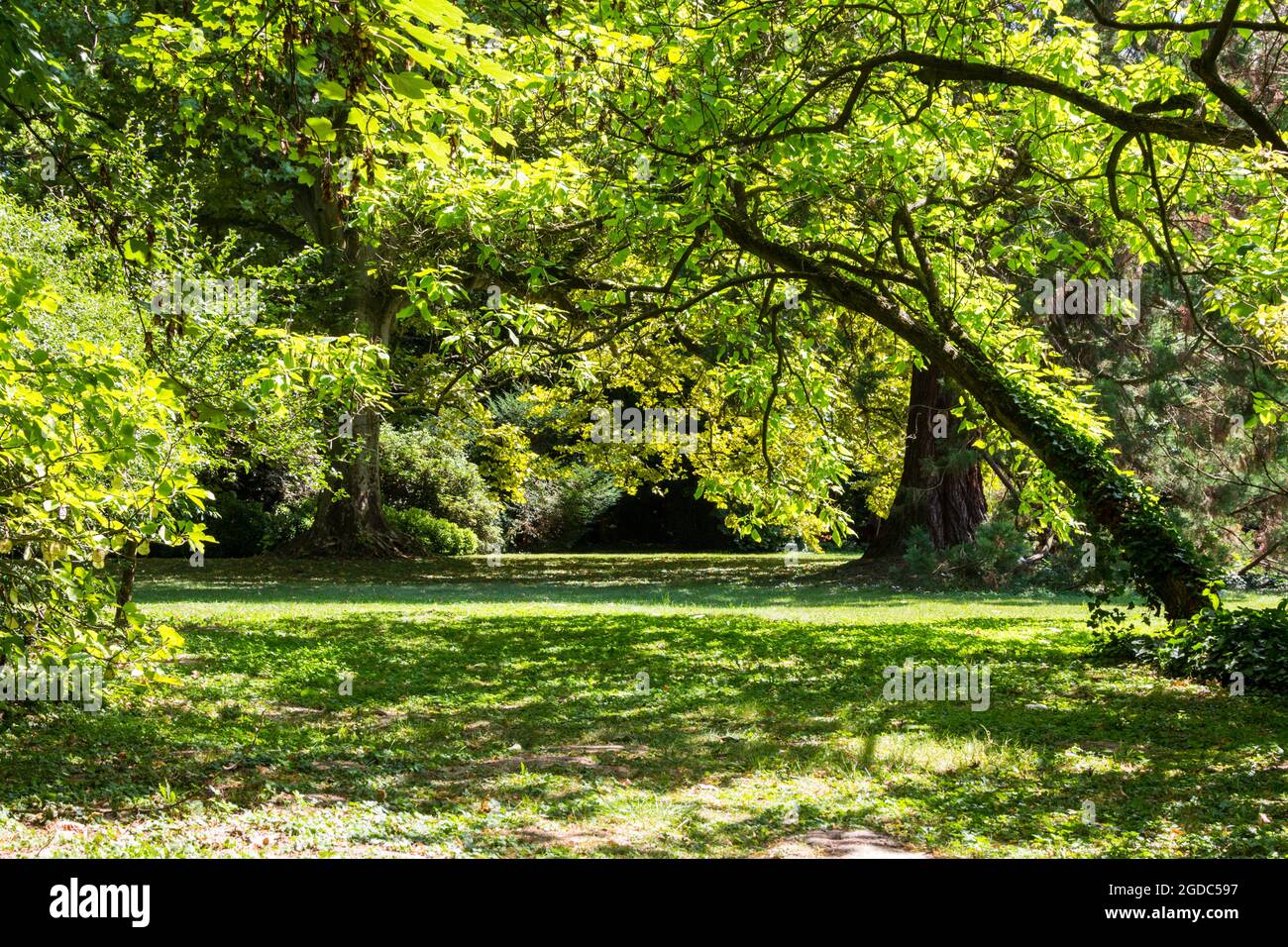 Sarvar arboretum, Sarvar, Hongrie Banque D'Images