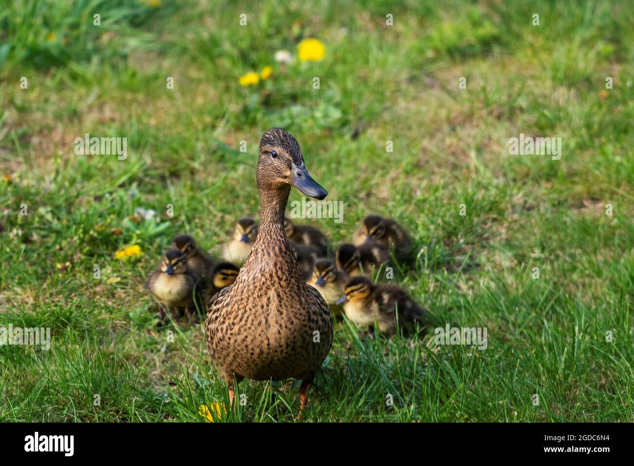 Un portrait d'une mère ou d'un père canard marchant autour avec son petit bébé des canetons ou des poussins. La progéniture marche derrière le parent. Banque D'Images