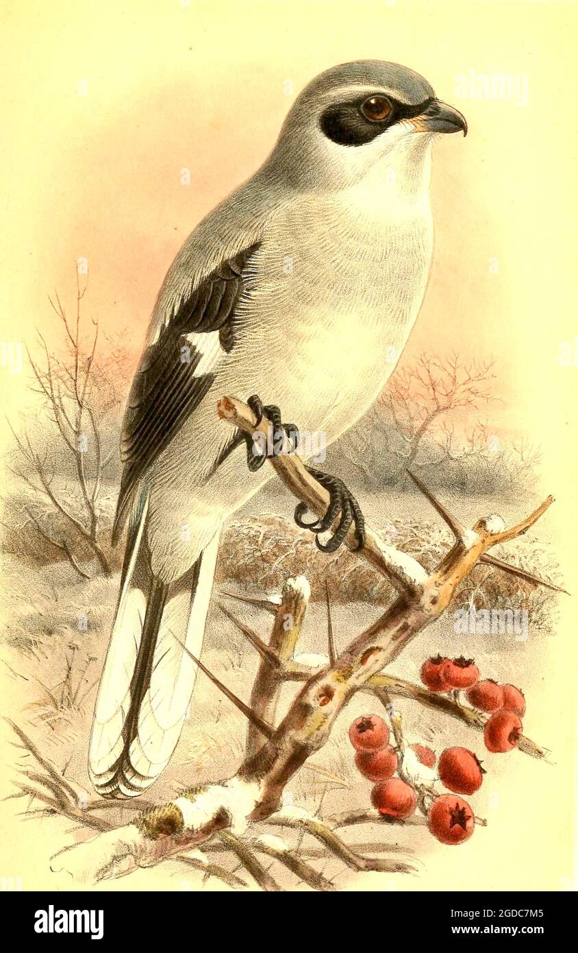 John Gerrard Keulemans (Johannes Gerardus Keulemans) - illustrations d'oiseaux britanniques d'époque - Grand Shrike gris - Lanius ecubitor. Banque D'Images