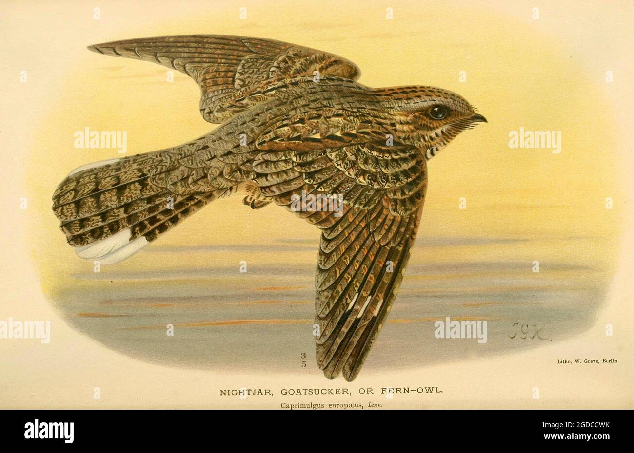 John Gerrard Keulemans (Johannes Gerardus Keulemans) Illustration ancienne de l'oiseau britannique - Nightjar - Goat Sucker - Caprimulgus europaeus. Banque D'Images