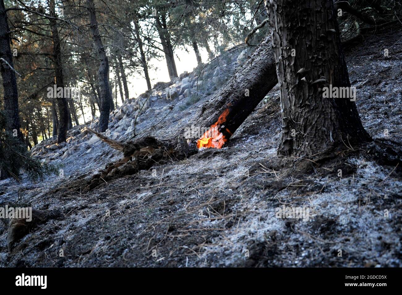 Durazzano, Italie. 12 août 2021. Un tronc continue de brûler après le feu fort qui a frappé le Bois de la ferme éolienne de Durazzano (ce). Durazzano, Italie, 12 août 2021. (Photo par Vincenzo Izzo/Sipa USA) crédit: SIPA USA/Alay Live News Banque D'Images