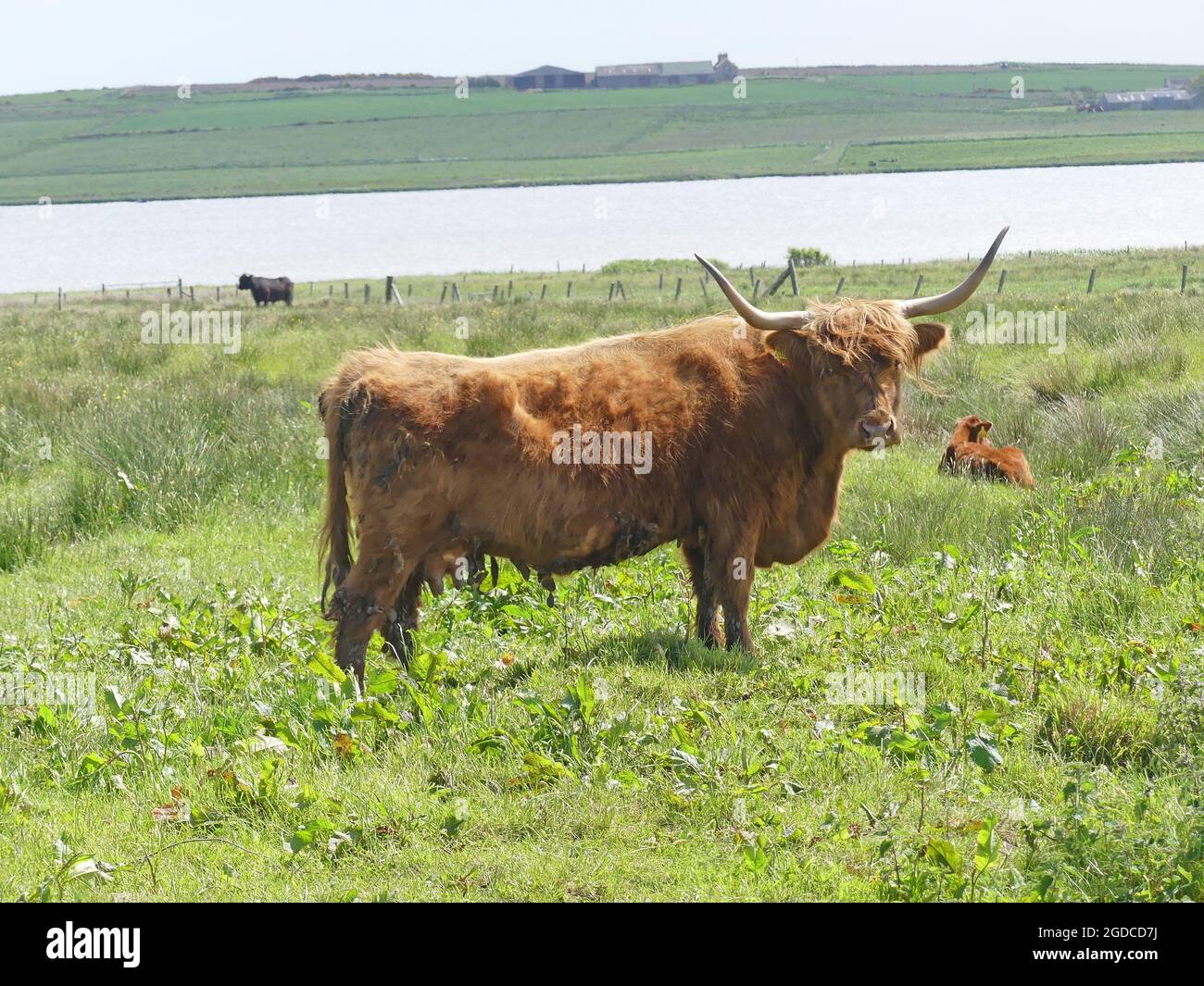 HIGHLAND CATTLE. Photo : Tony Gale Banque D'Images