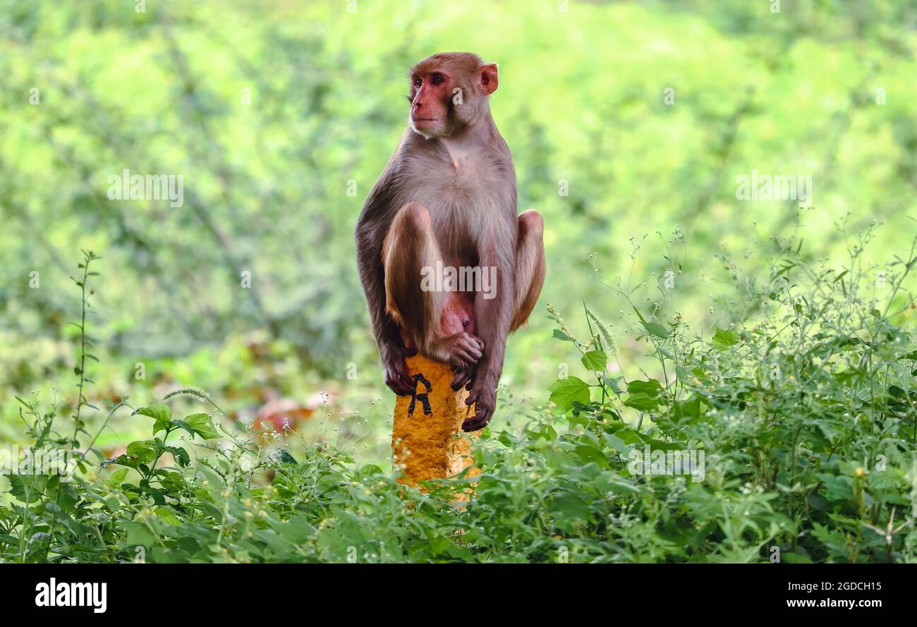 Singe mignon assis sur un petit bâton de bois jaune au milieu d'un parc vert Banque D'Images