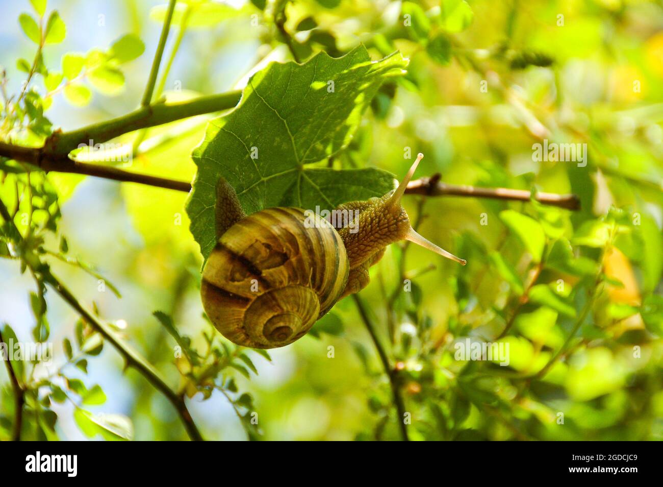 Un gros escargot de raisin repose sur une feuille de vigne verte. Macro, gros plan. L'escargot COPSE (Arianta arbustorum) est une espèce d'escargot de taille moyenne. Snai COPSE Banque D'Images