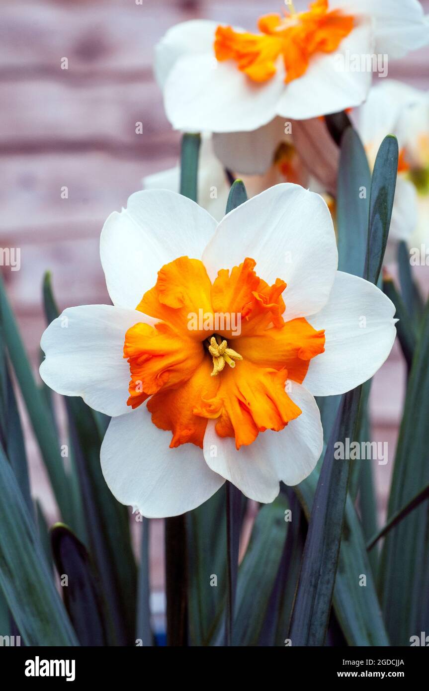 Gros plan de l'orangerie Narcisse en fleur au printemps. Narcissi Orangerie est une division 11a corona jonquille avec fleurs blanches et orange. Banque D'Images