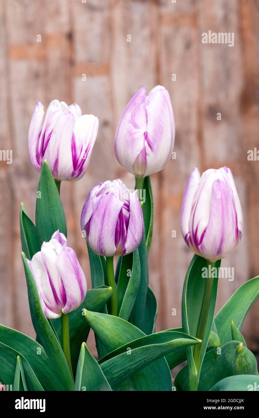Groupe de drapeau d'évasement tulipa. Une unique tulipe double couleur violet et blanc à fleurs de printemps, appartenant au groupe de triomphe des tulipes de la division 3 Banque D'Images